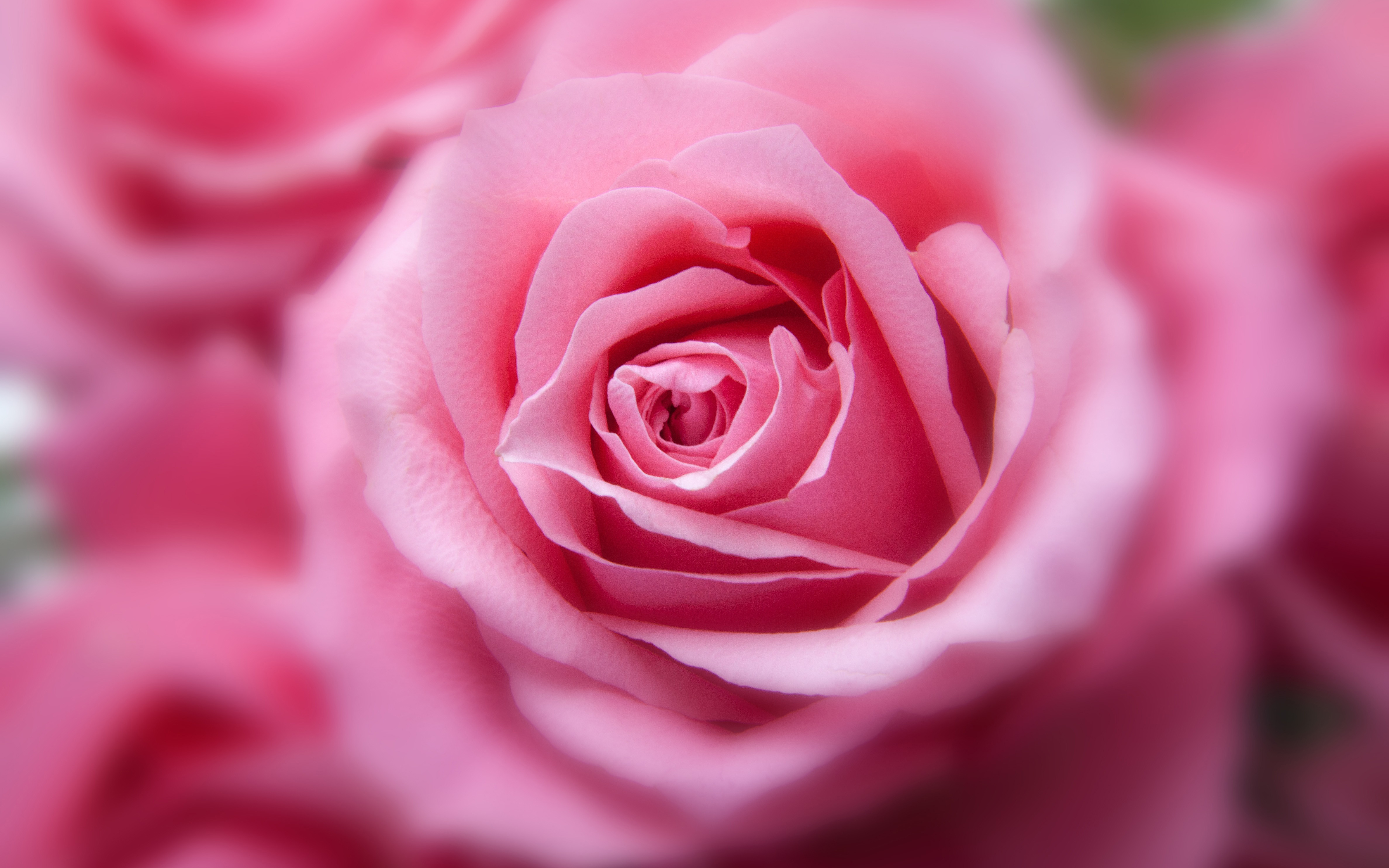 Pink Rose 4K3985710521